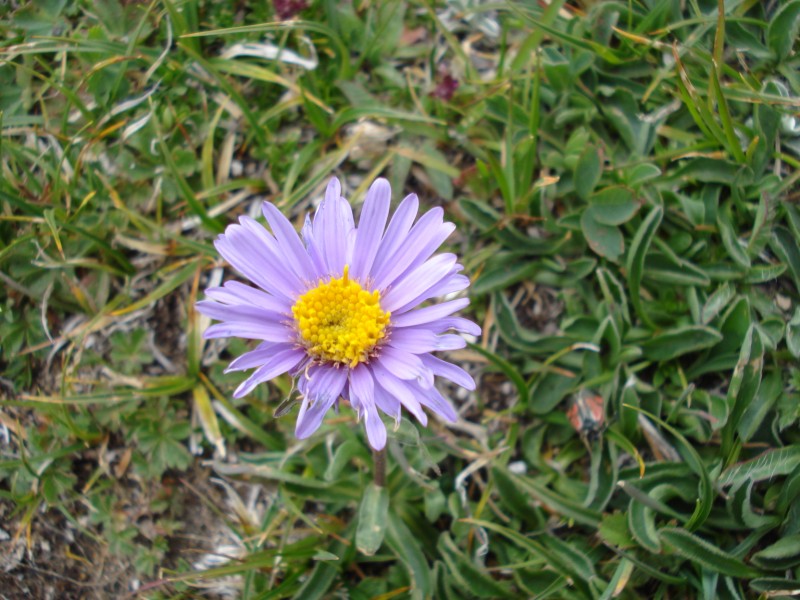 GIARDINO BOTANICO ALPINO  