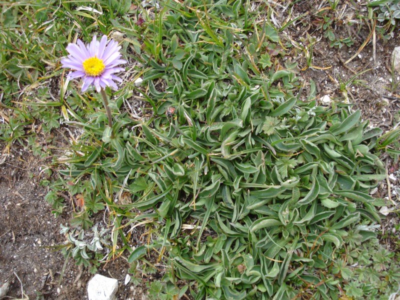 GIARDINO BOTANICO ALPINO  