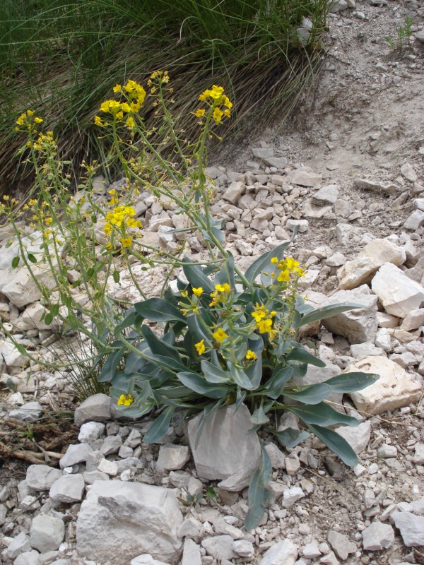 Isatis apennina (=Isatis allionii) / Glasto di Allioni