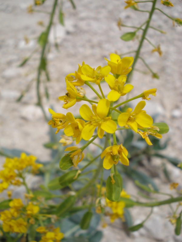 Isatis apennina (=Isatis allionii) / Glasto di Allioni