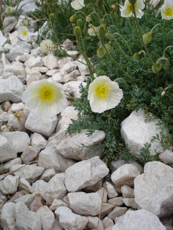 GIARDINO BOTANICO ALPINO  