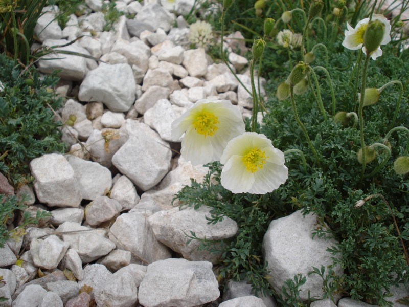 GIARDINO BOTANICO ALPINO  