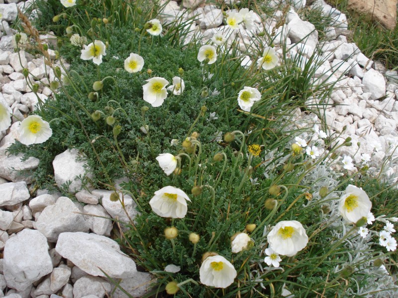 GIARDINO BOTANICO ALPINO  