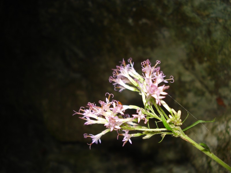 Adenostyles alpina