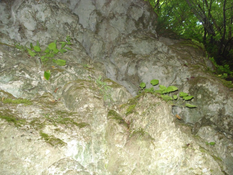 Adenostyles alpina