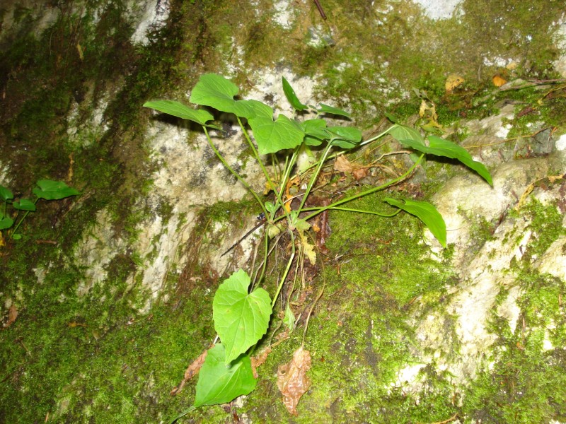Adenostyles alpina