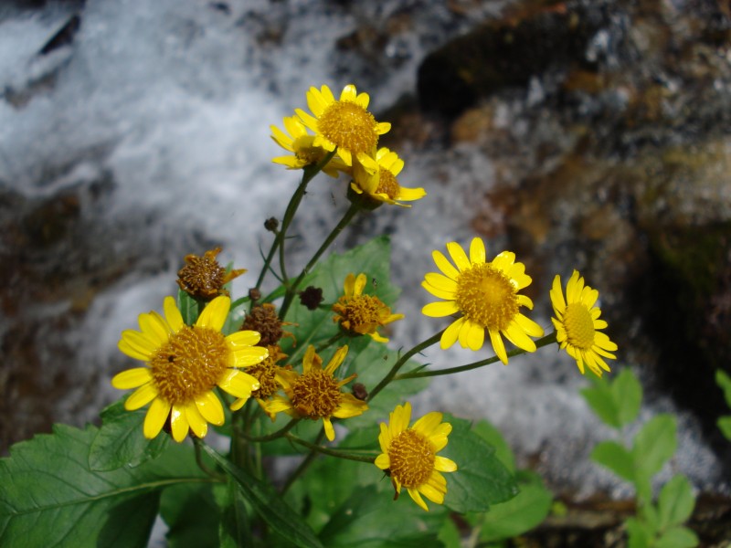 trovata  ai bordi di un fiume 1100m - Senecio sp.