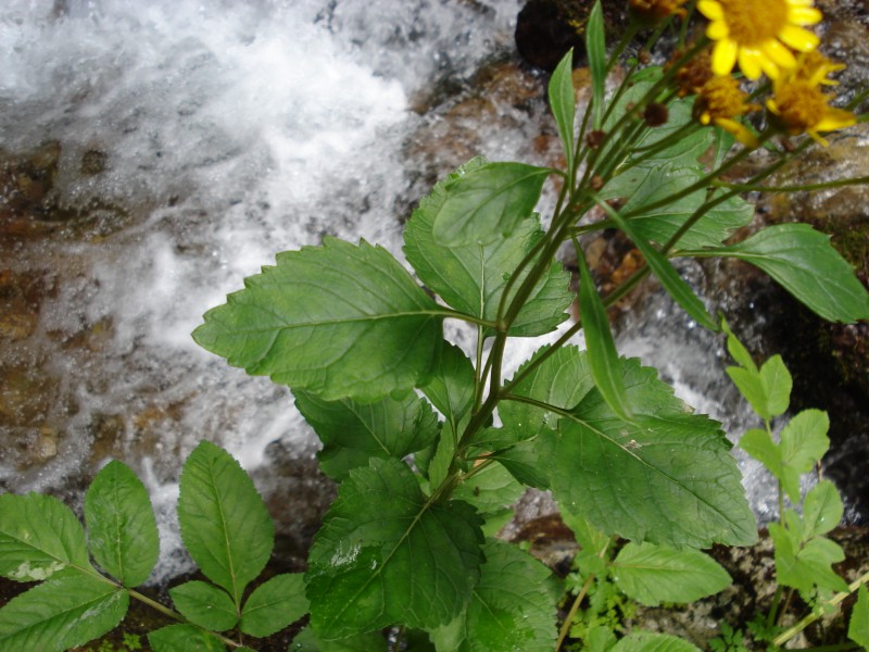 trovata  ai bordi di un fiume 1100m - Senecio sp.