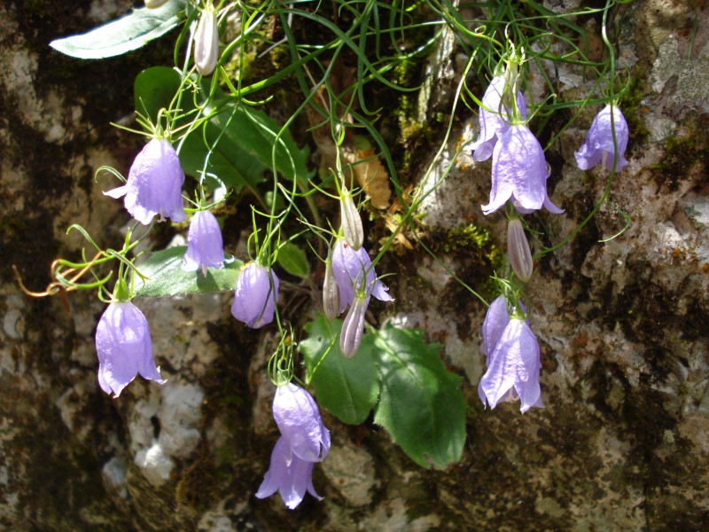 da determinare - Campanula? trovata a 1000m in una gola