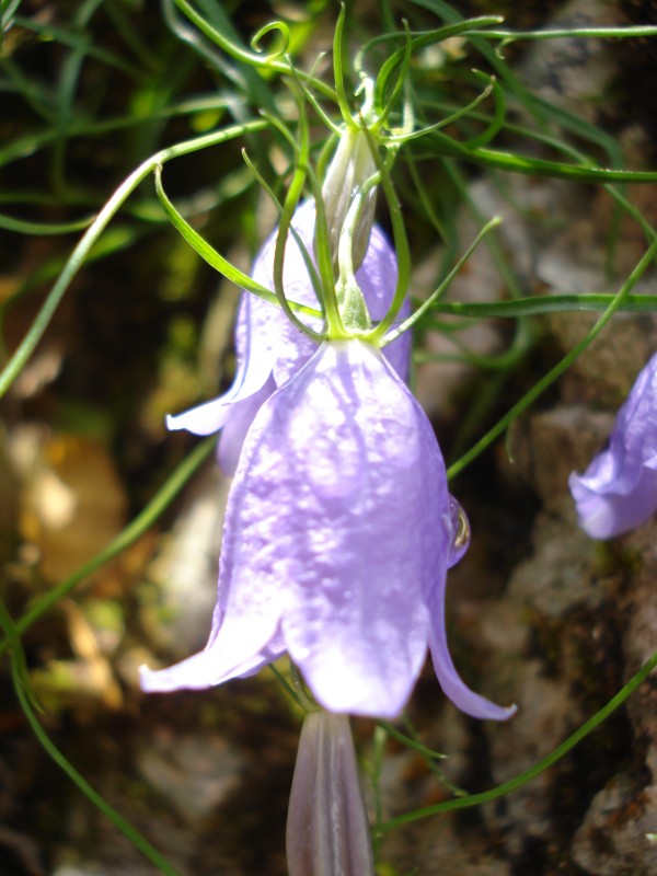 da determinare - Campanula? trovata a 1000m in una gola