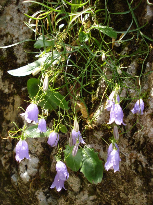 da determinare - Campanula? trovata a 1000m in una gola