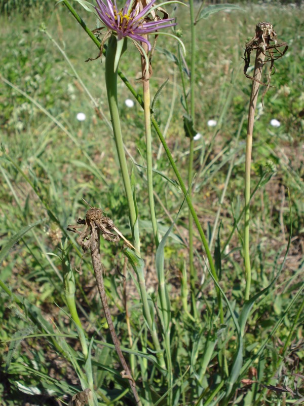 Tragopogon porrifolius