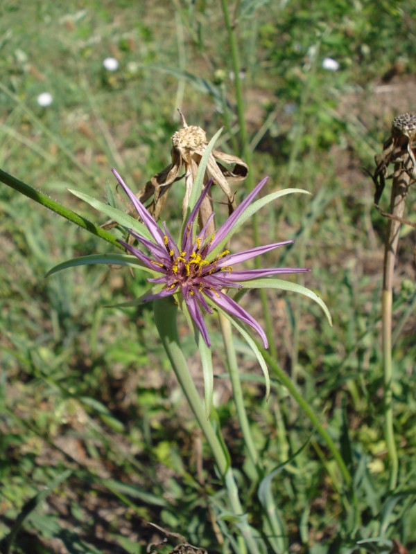 Tragopogon porrifolius