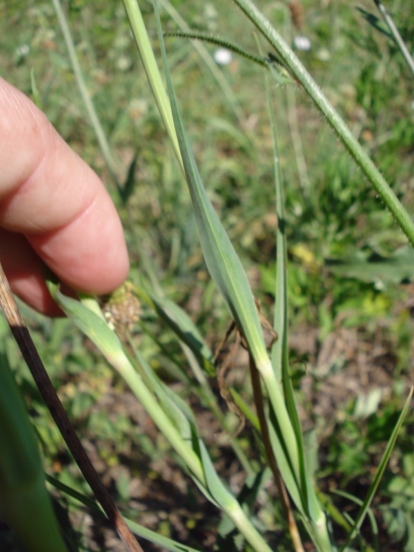 Tragopogon porrifolius