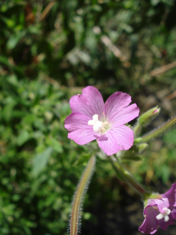 Epilobium hirsutum - trovata in un torrente
