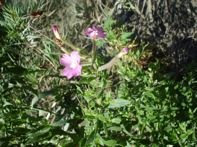 Epilobium hirsutum - trovata in un torrente
