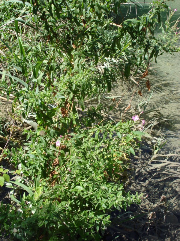 Epilobium hirsutum - trovata in un torrente