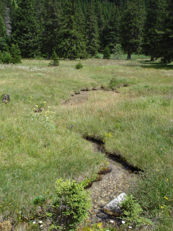 Torbiera di Pian Segno - Valle di Blenio -Svizzera