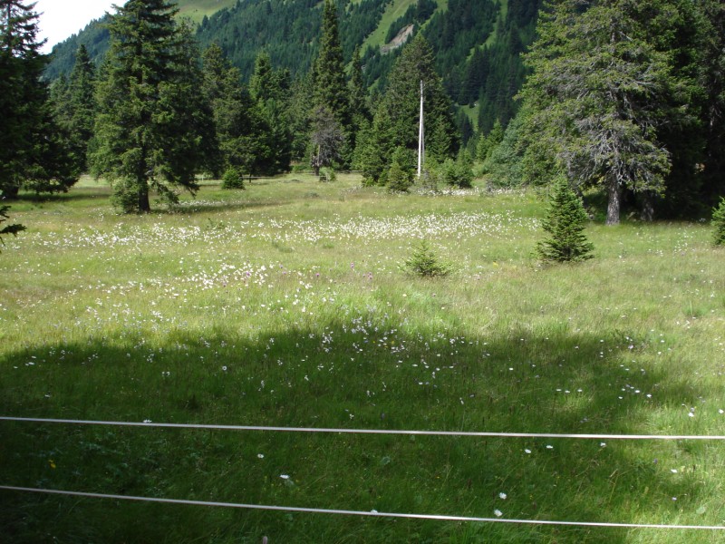 Torbiera di Pian Segno - Valle di Blenio -Svizzera