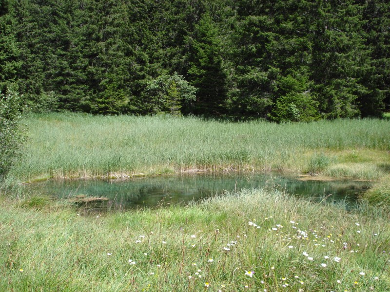 Torbiera di Pian Segno - Valle di Blenio -Svizzera