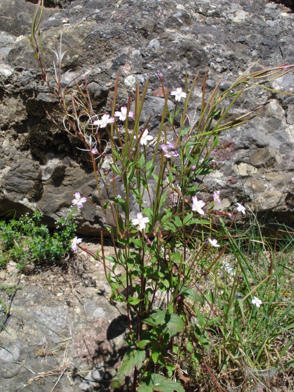 Epilobium montanum