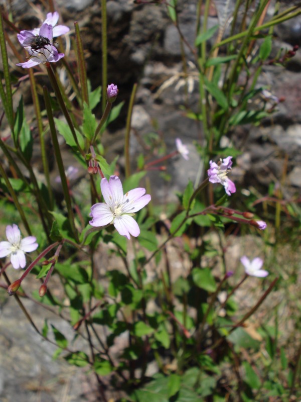 Epilobium montanum