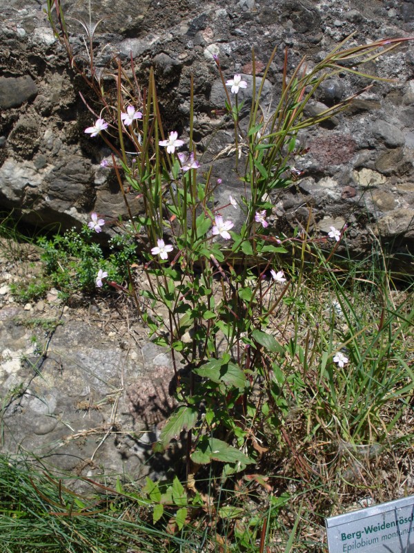 Epilobium montanum