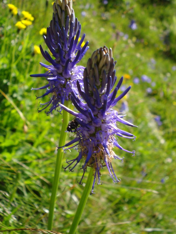 Phyteuma betonicifolium? - Phyteuma sp.