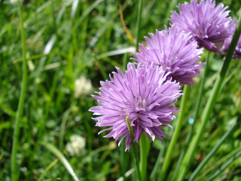 Allium schoenoprasum- Erba cipollina