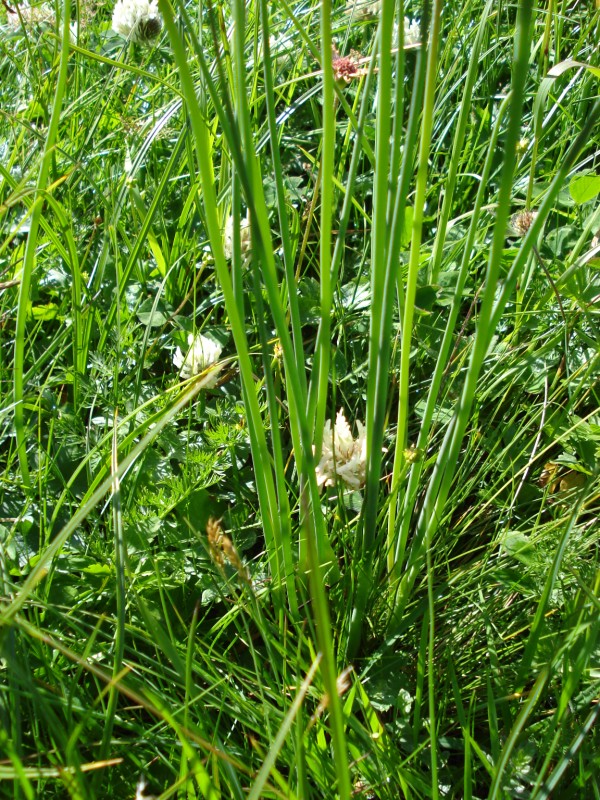 Allium schoenoprasum- Erba cipollina