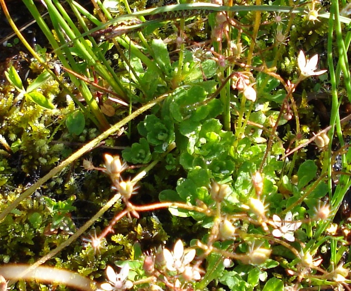 Micranthes engleri (=Saxifraga stellaris) / Sassifraga stellata