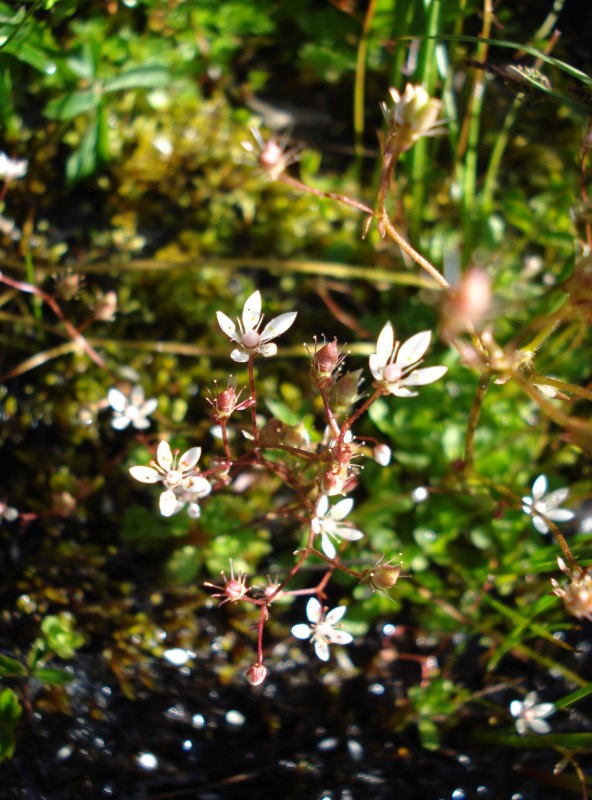 Micranthes engleri (=Saxifraga stellaris) / Sassifraga stellata