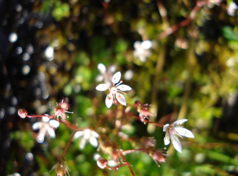 Micranthes engleri (=Saxifraga stellaris) / Sassifraga stellata