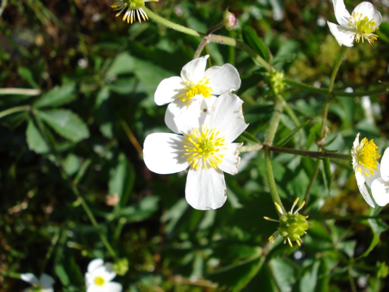 Ranunculus aconitifolius / Ranuncolo a foglie di aconito