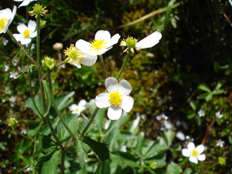 Ranunculus aconitifolius / Ranuncolo a foglie di aconito