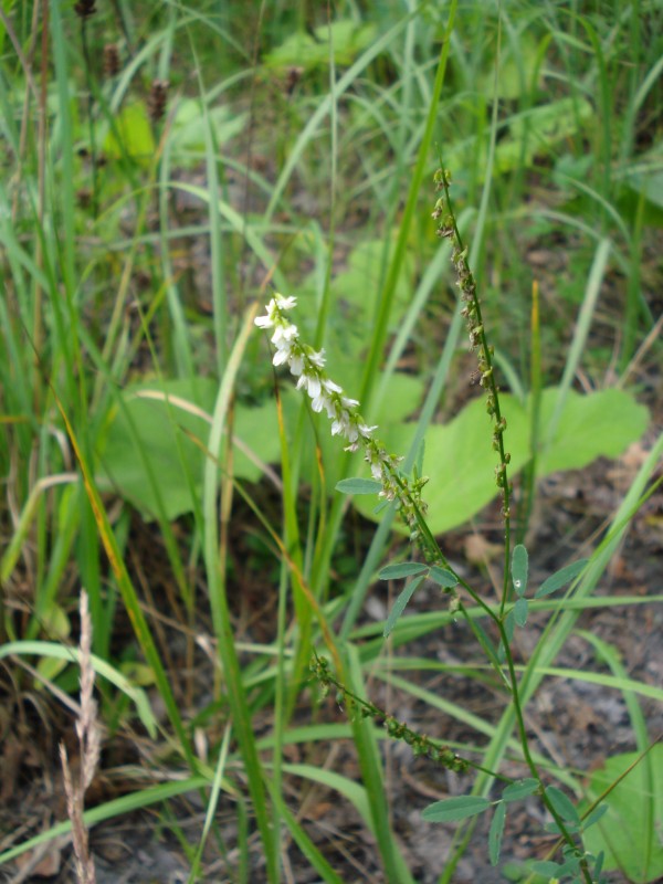 Trigonella alba  (=Melilotus albus) / Meliloto bianco