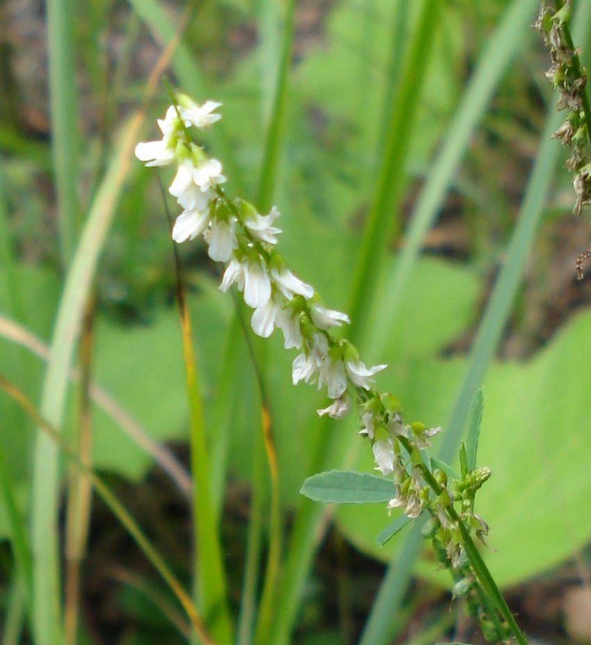 Trigonella alba  (=Melilotus albus) / Meliloto bianco
