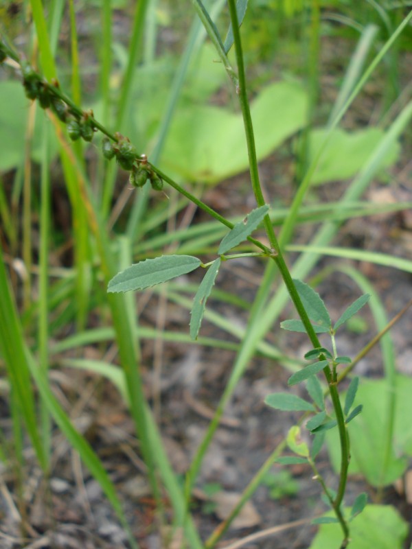 Trigonella alba  (=Melilotus albus) / Meliloto bianco