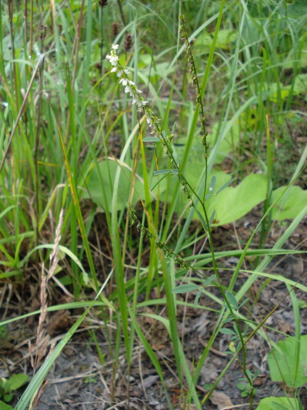 Trigonella alba  (=Melilotus albus) / Meliloto bianco
