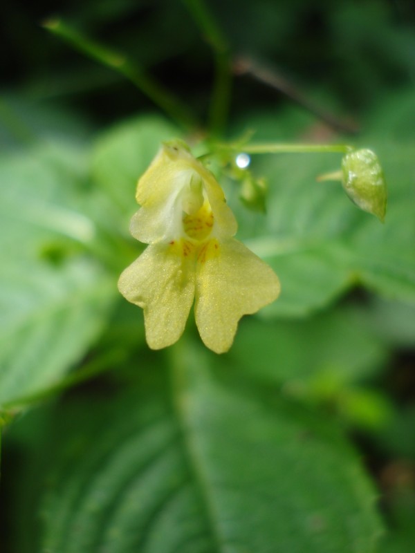 Impatiens parviflora / Balsamina minore