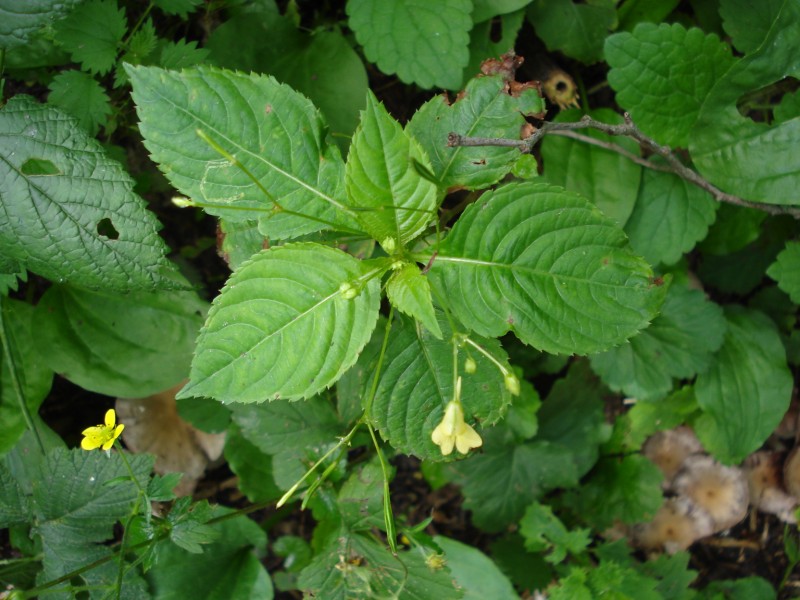 Impatiens parviflora / Balsamina minore