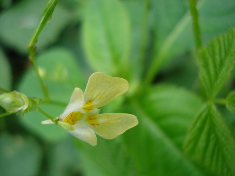 Impatiens parviflora / Balsamina minore