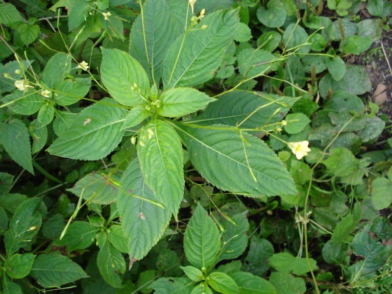Impatiens parviflora / Balsamina minore