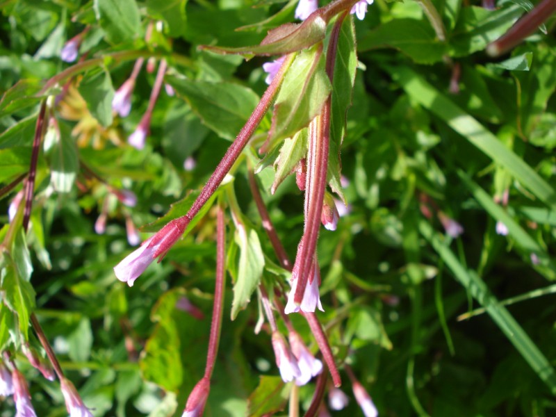 da determinare, trovata in torbiera 2100 m - Epilobium sp.