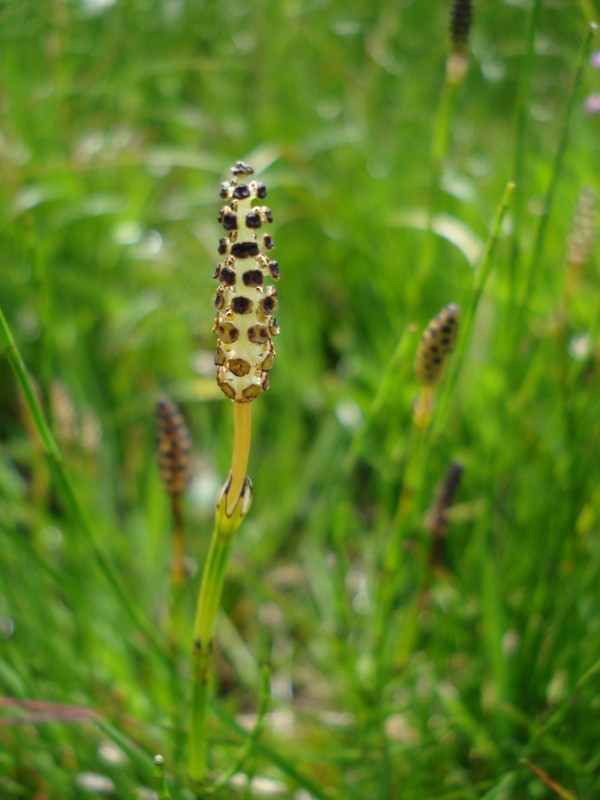 Equisetum palustre