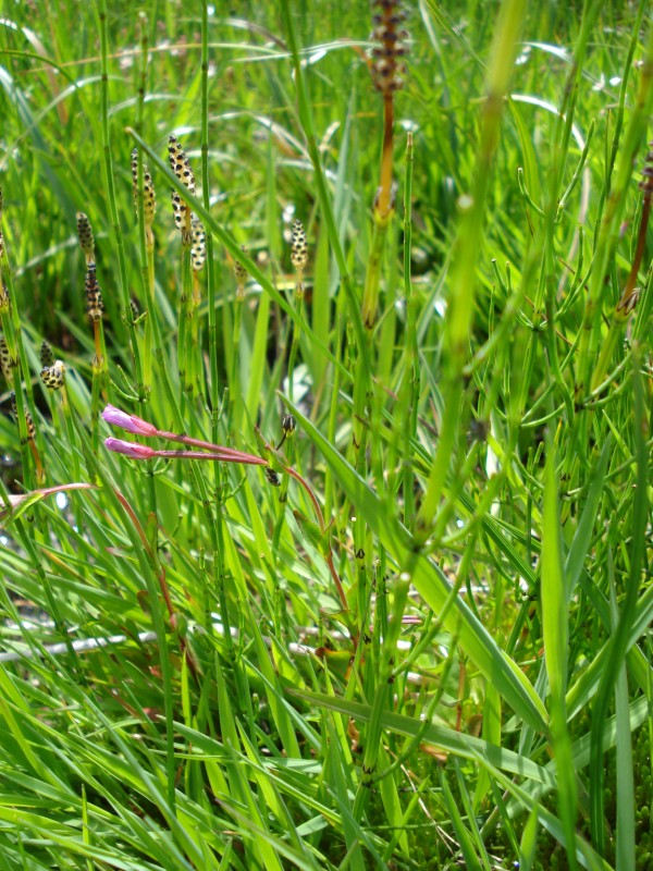 Equisetum palustre