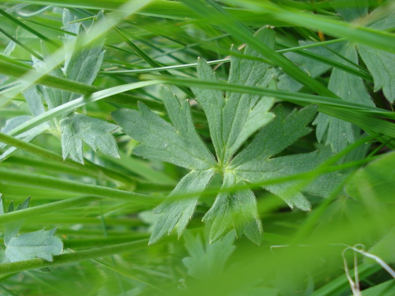 Ranunculus cfr. acris