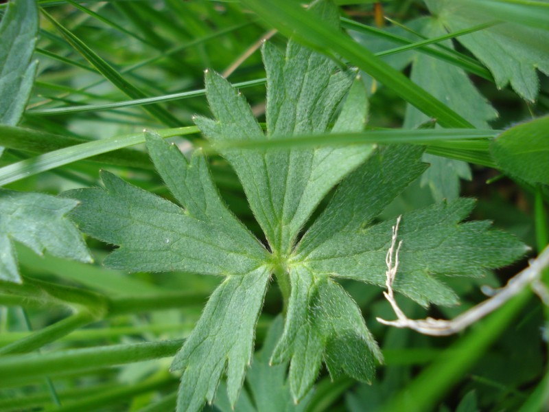 Ranunculus cfr. acris