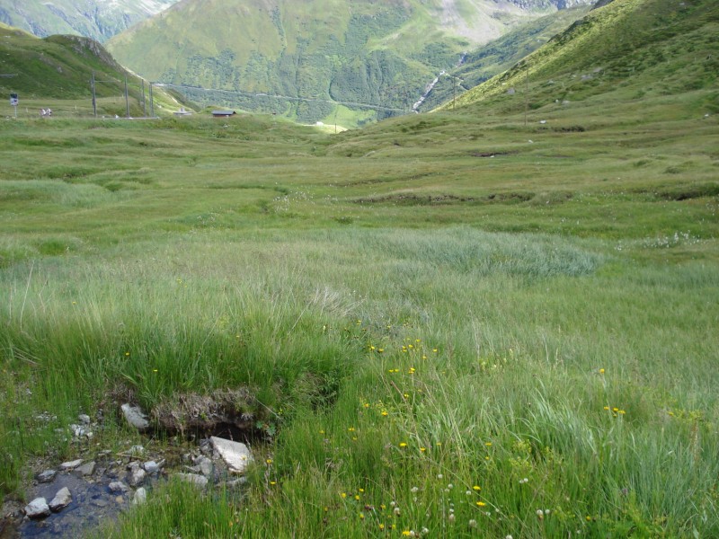 da determinare, trovata in torbiera 2100 m - Epilobium sp.