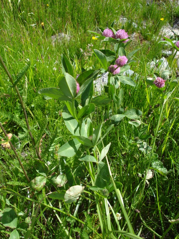 a 2200 m vicino una torbiera - Trifolium cfr. pratense s.l.